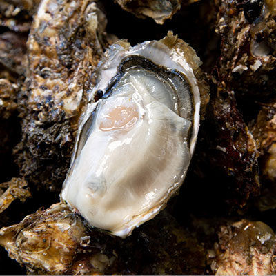 南三陸の岩牡蠣