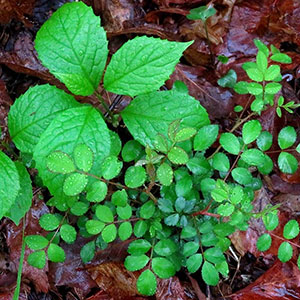 6月の森