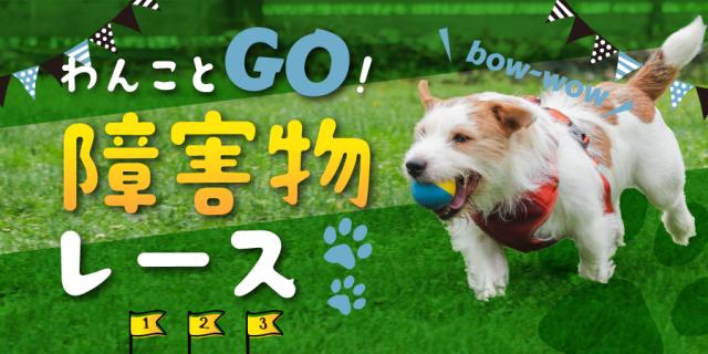 わんことGO！障害物レース